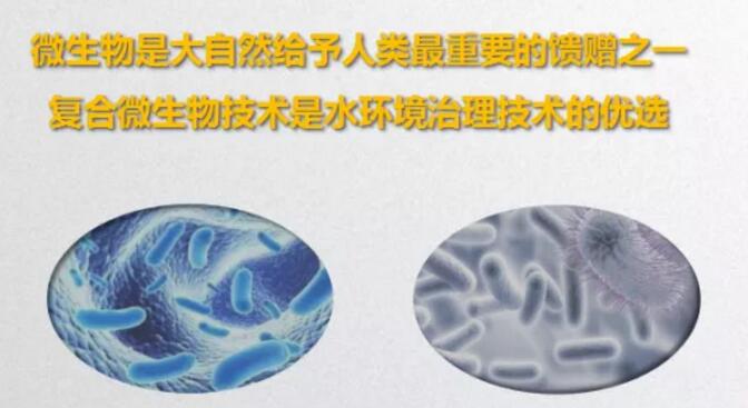 微生物(wù)技(jì )術應用(yòng)于黑臭河流治理(lǐ)的專業知識(圖1)