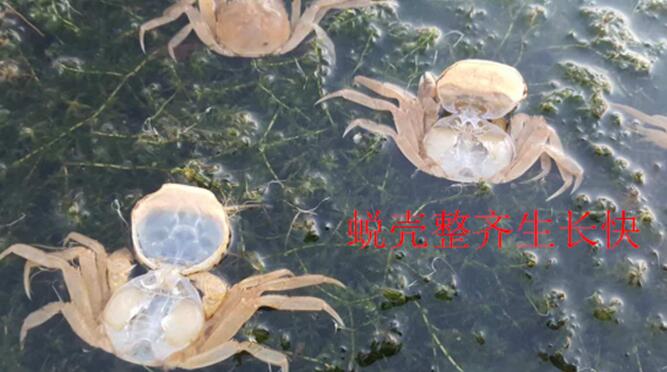 蝦蟹的蛻殼與生長(cháng)(圖3)