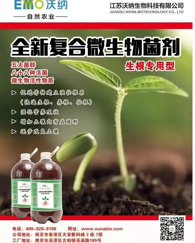 菌劑生根,沃納是認真的(圖4)