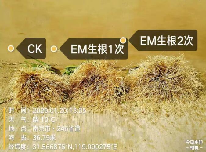 菌劑生根,沃納是認真的(圖2)