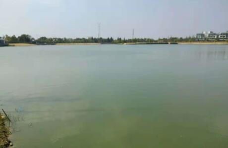 湖(hú)泊藍綠藻水體(tǐ)生态修複