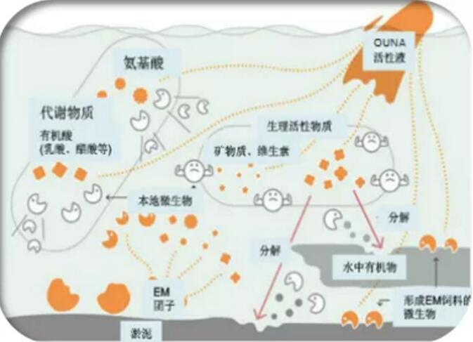 微生物(wù)技(jì )術應用(yòng)于黑臭河流治理(lǐ)的專業知識(圖3)